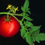 Tomato for beautiful skin